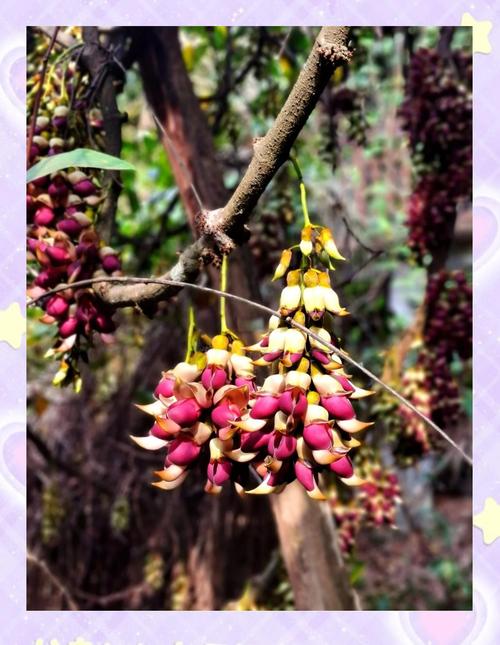 禾雀花有毒吗，可不可以室内养殖？禾雀花学名？-第4张图片-优品飞百科