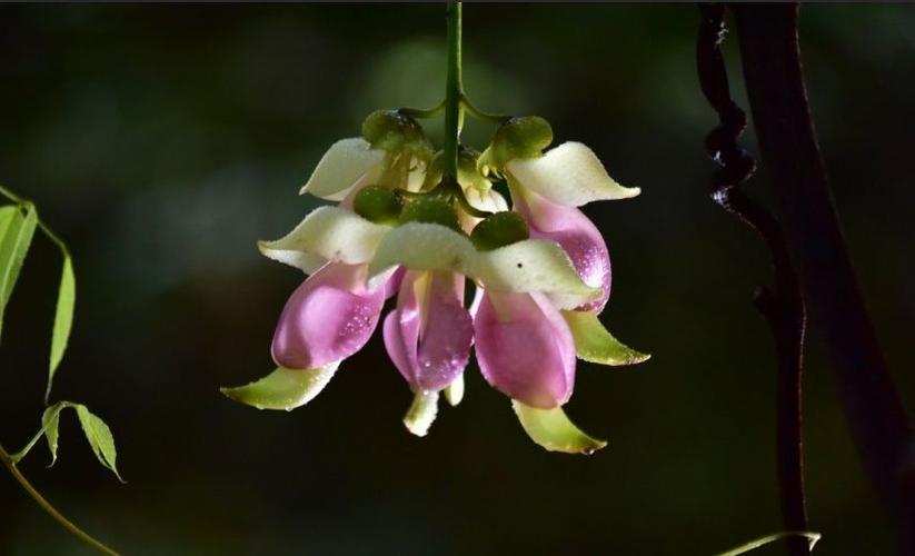 禾雀花有毒吗，可不可以室内养殖？禾雀花学名？-第5张图片-优品飞百科