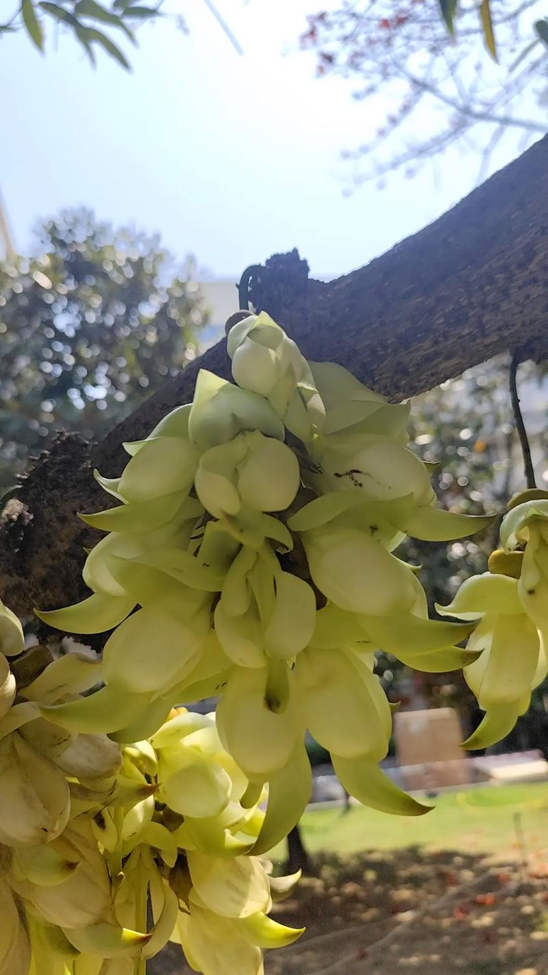 禾雀花有毒吗，可不可以室内养殖？禾雀花学名？-第6张图片-优品飞百科