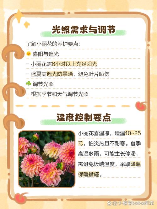 小丽花有什么样的作用，小丽花有毒吗？