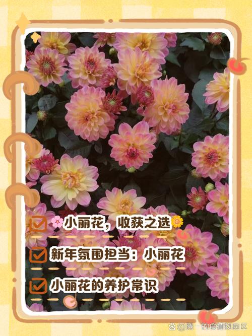 小丽花有什么样的作用，小丽花有毒吗？-第2张图片-优品飞百科