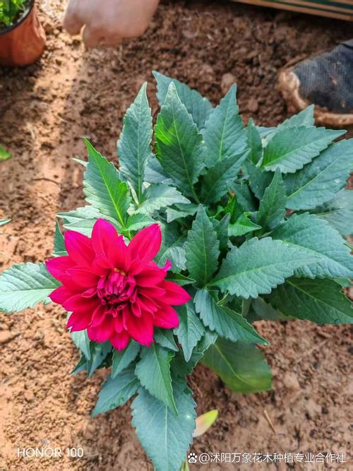 小丽花有什么样的作用，小丽花有毒吗？-第3张图片-优品飞百科