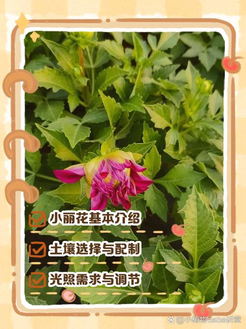 小丽花有什么样的作用，小丽花有毒吗？-第4张图片-优品飞百科