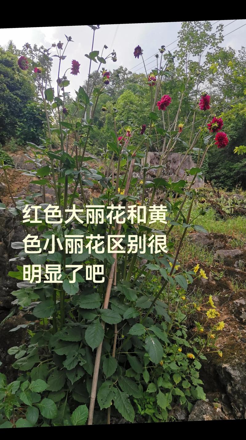 小丽花有什么样的作用，小丽花有毒吗？-第5张图片-优品飞百科