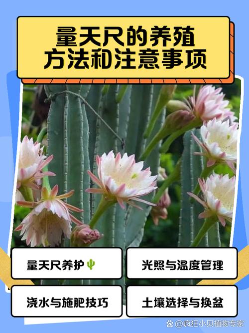 量天尺的花语和寓意，有什么传说故事，量天尺的花图片？-第2张图片-优品飞百科