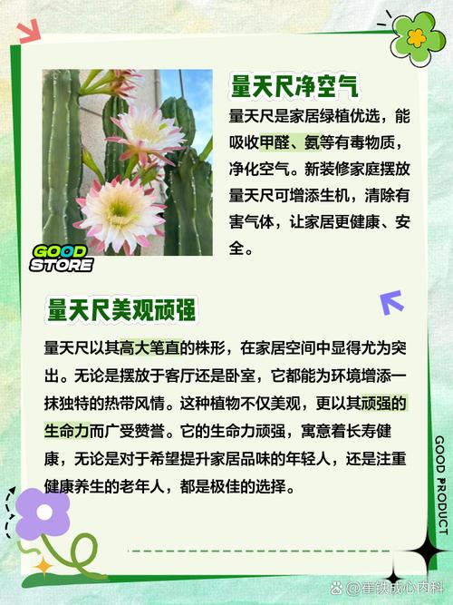 量天尺的花语和寓意，有什么传说故事，量天尺的花图片？-第3张图片-优品飞百科