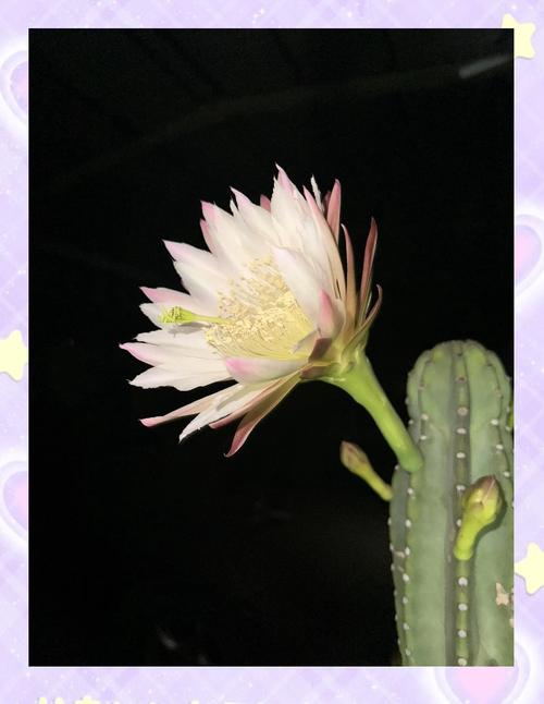 量天尺的花语和寓意，有什么传说故事，量天尺的花图片？-第4张图片-优品飞百科