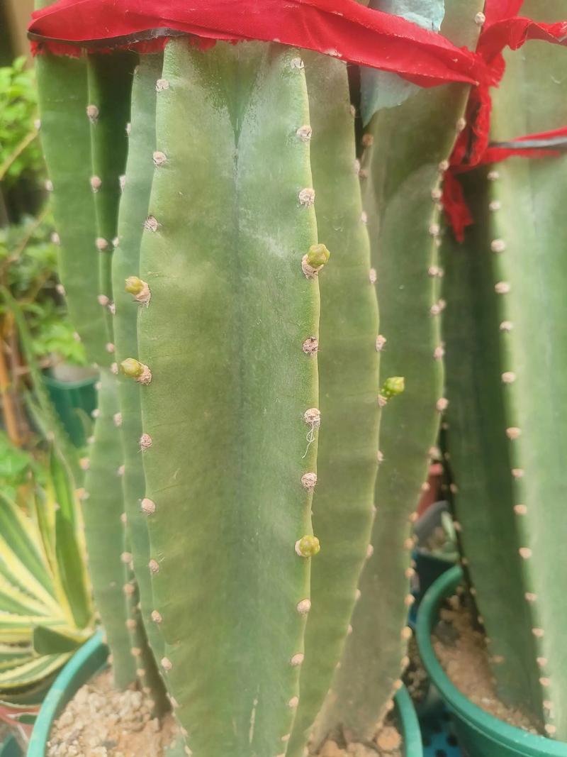 量天尺的花语和寓意，有什么传说故事，量天尺的花图片？-第6张图片-优品飞百科