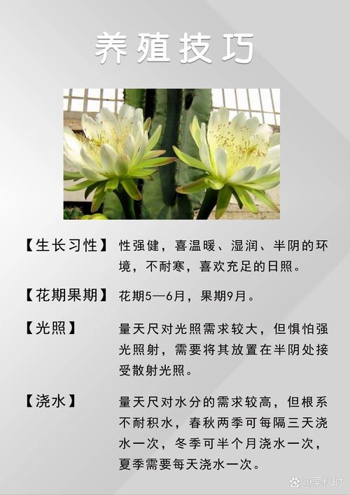 量天尺的花语和寓意，有什么传说故事，量天尺的花图片？-第7张图片-优品飞百科