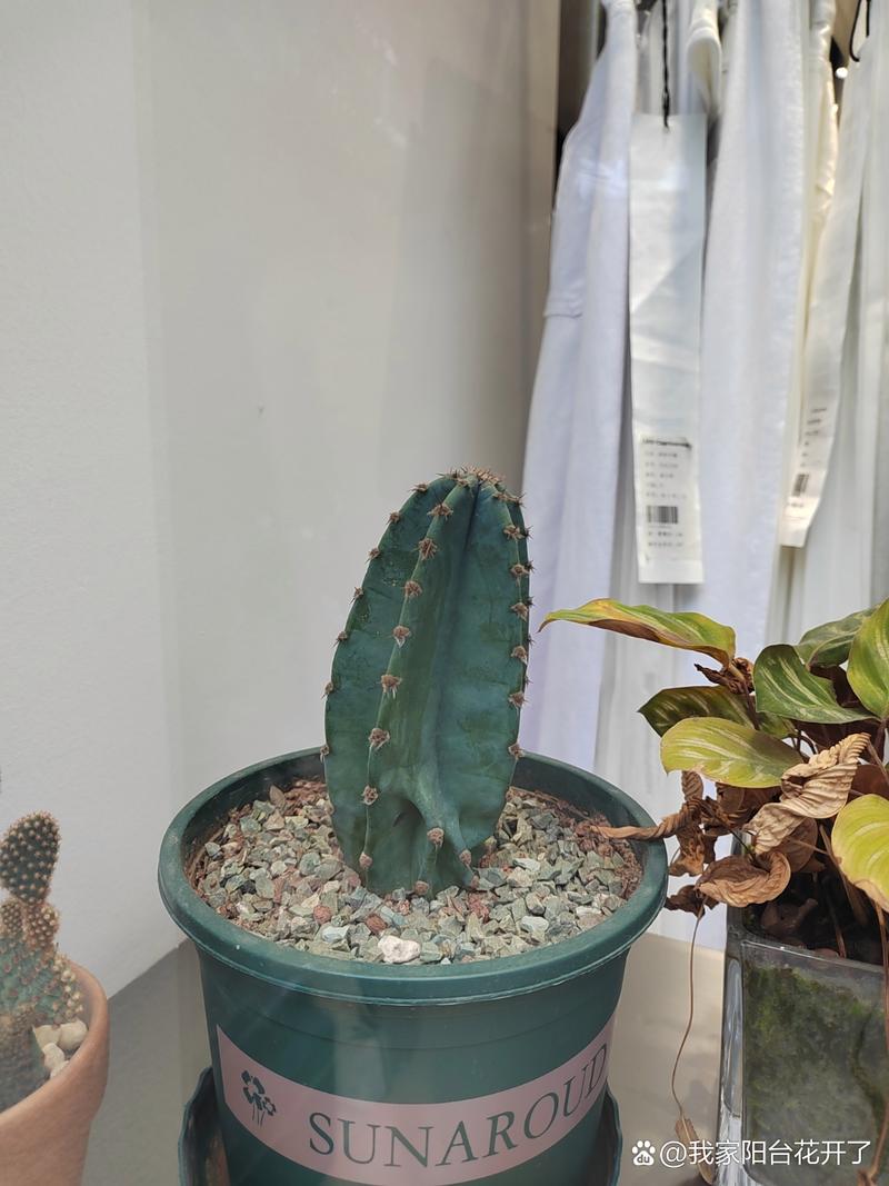 量天尺的花语和寓意，有什么传说故事，量天尺的花图片？-第8张图片-优品飞百科