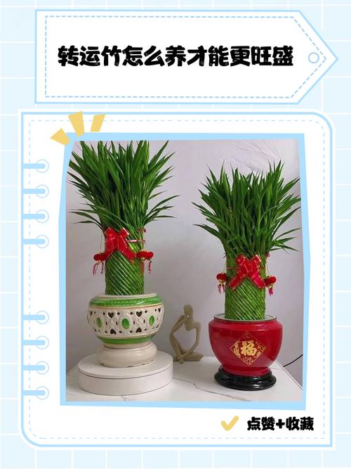 转运竹养10支好吗，转运竹怎么养才能更旺盛？转运竹养几支最旺运风水？