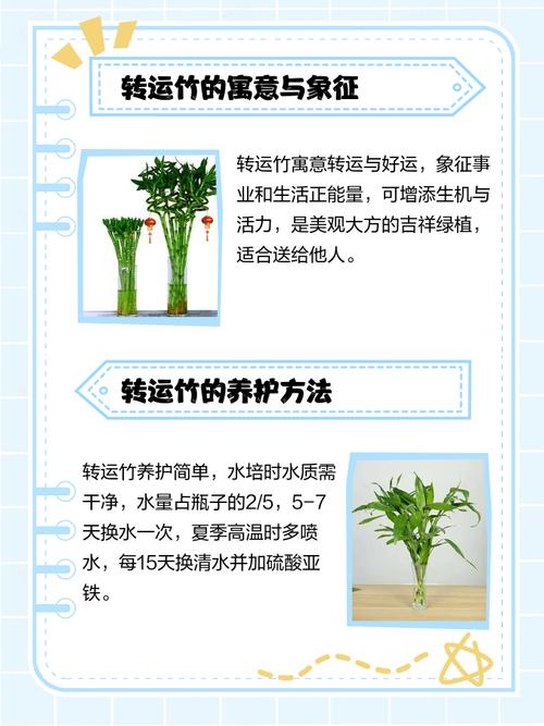 转运竹养10支好吗，转运竹怎么养才能更旺盛？转运竹养几支最旺运风水？-第2张图片-优品飞百科