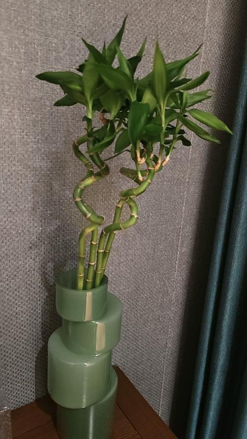 转运竹养10支好吗，转运竹怎么养才能更旺盛？转运竹养几支最旺运风水？-第3张图片-优品飞百科