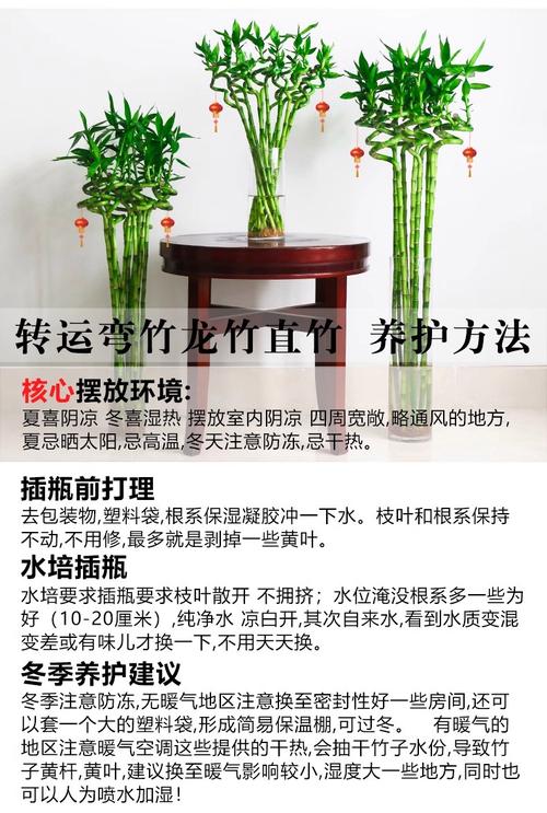 转运竹养10支好吗，转运竹怎么养才能更旺盛？转运竹养几支最旺运风水？-第4张图片-优品飞百科