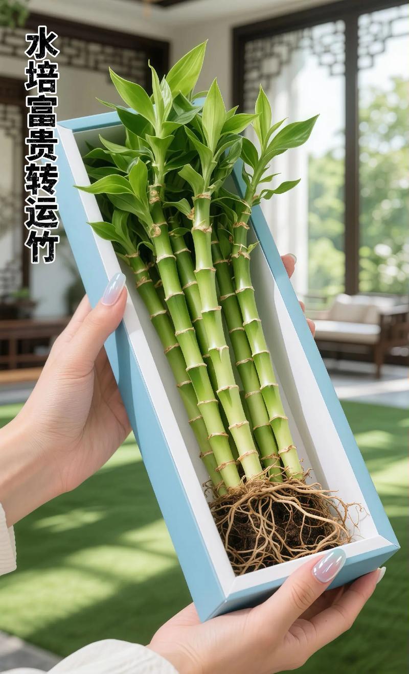 转运竹养10支好吗，转运竹怎么养才能更旺盛？转运竹养几支最旺运风水？-第5张图片-优品飞百科