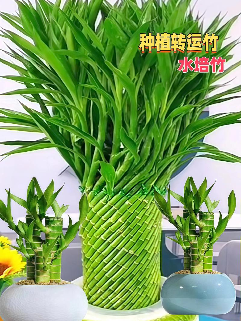 转运竹养10支好吗，转运竹怎么养才能更旺盛？转运竹养几支最旺运风水？-第7张图片-优品飞百科