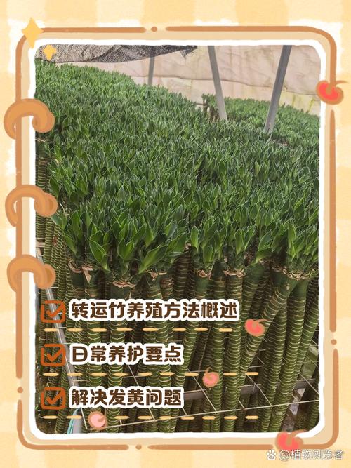 转运竹养10支好吗，转运竹怎么养才能更旺盛？转运竹养几支最旺运风水？-第8张图片-优品飞百科