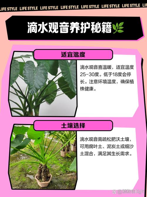 滴水观音的养殖方法，滴水观音图片？滴水观音养殖方法和浇水？-第4张图片-优品飞百科