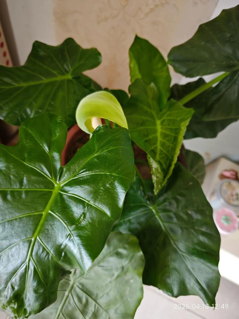 滴水观音的养殖方法，滴水观音图片？滴水观音养殖方法和浇水？-第6张图片-优品飞百科