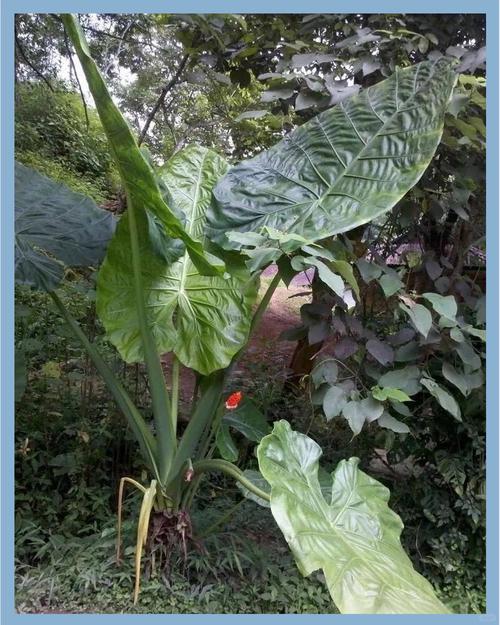 滴水观音的养殖方法，滴水观音图片？滴水观音养殖方法和浇水？-第8张图片-优品飞百科