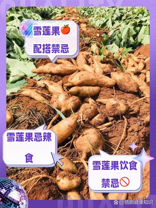 吃雪莲果有什么禁忌,孕妇可以吃雪莲果吗?吃雪莲果孕妇能吃吗?-第3张图片-优品飞百科 吃雪莲果有什么禁忌,孕妇可以吃雪莲果吗?吃雪莲果孕妇能吃吗?-第3张图片-优品飞百科