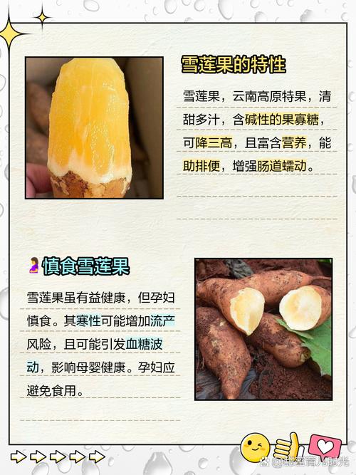 吃雪莲果有什么禁忌,孕妇可以吃雪莲果吗?吃雪莲果孕妇能吃吗?-第5张图片-优品飞百科 吃雪莲果有什么禁忌,孕妇可以吃雪莲果吗?吃雪莲果孕妇能吃吗?-第5张图片-优品飞百科