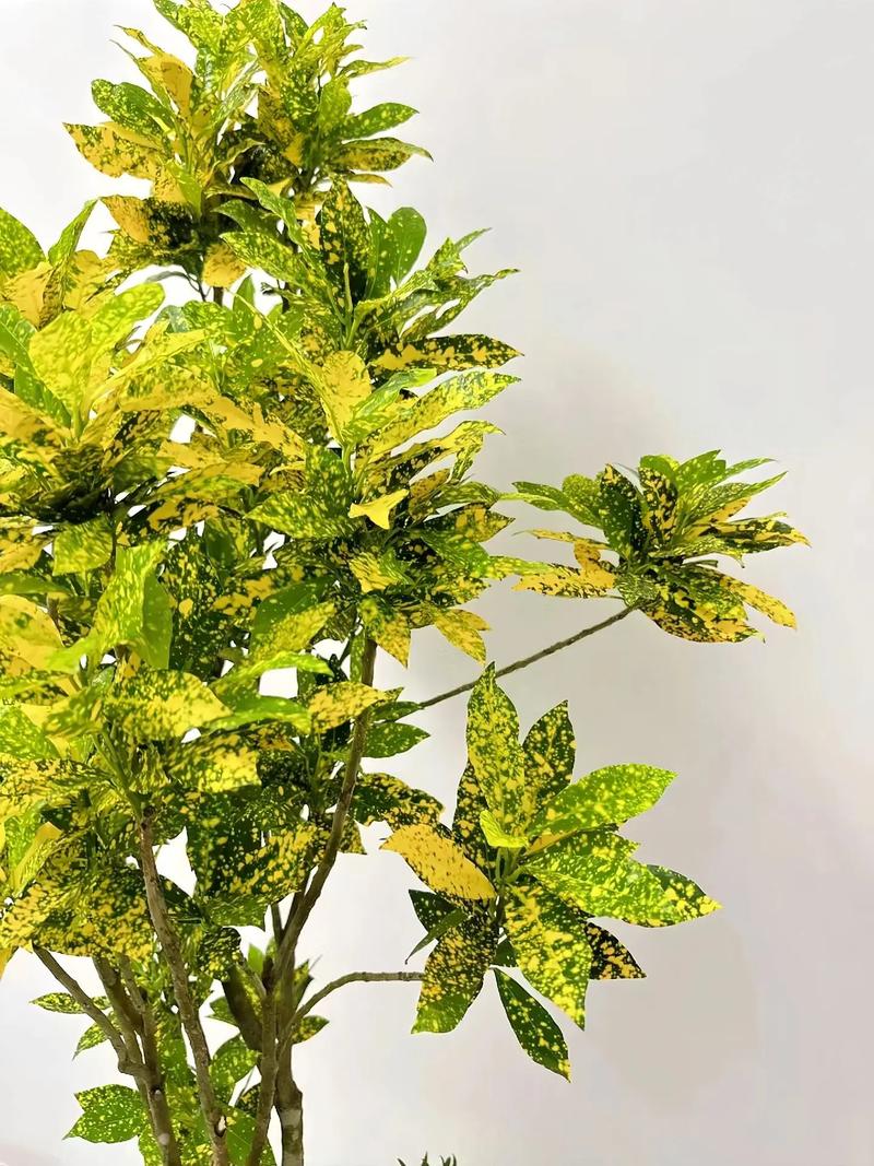 洒金榕有毒吗，可以放在室内吗，洒金榕有什么风水寓意？-第2张图片-优品飞百科