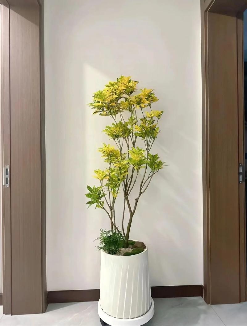 洒金榕有毒吗，可以放在室内吗，洒金榕有什么风水寓意？-第3张图片-优品飞百科