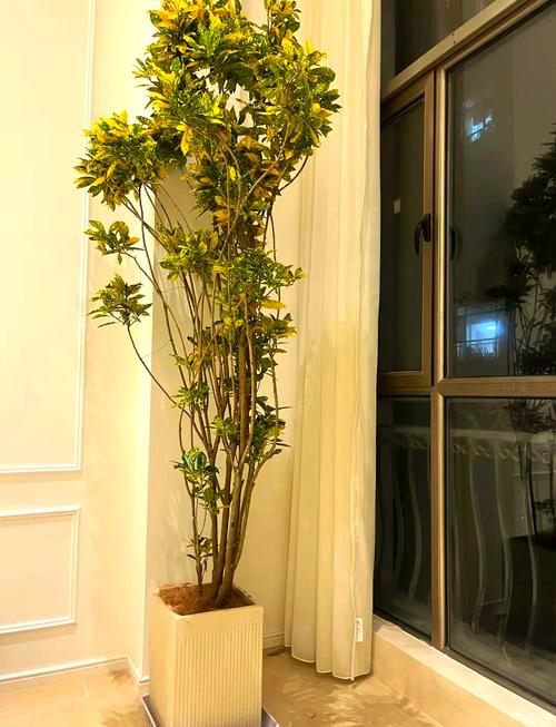 洒金榕有毒吗，可以放在室内吗，洒金榕有什么风水寓意？-第4张图片-优品飞百科