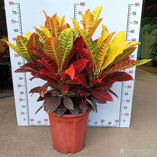 洒金榕有毒吗，可以放在室内吗，洒金榕有什么风水寓意？-第5张图片-优品飞百科