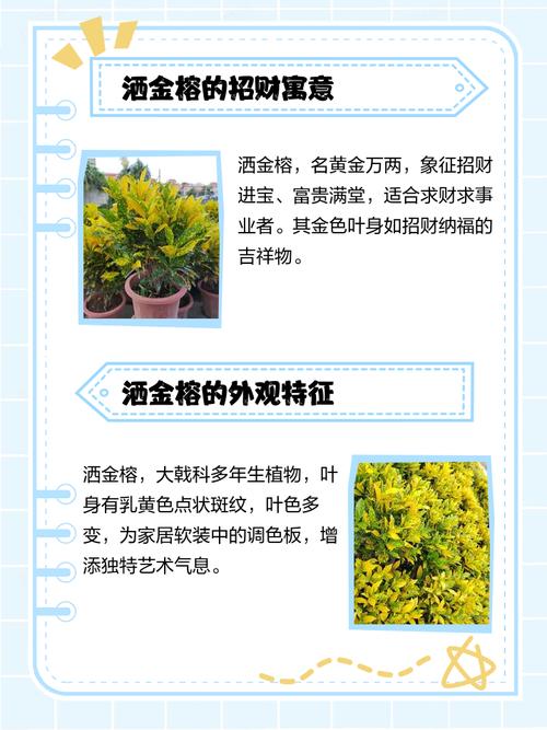 洒金榕有毒吗，可以放在室内吗，洒金榕有什么风水寓意？-第6张图片-优品飞百科