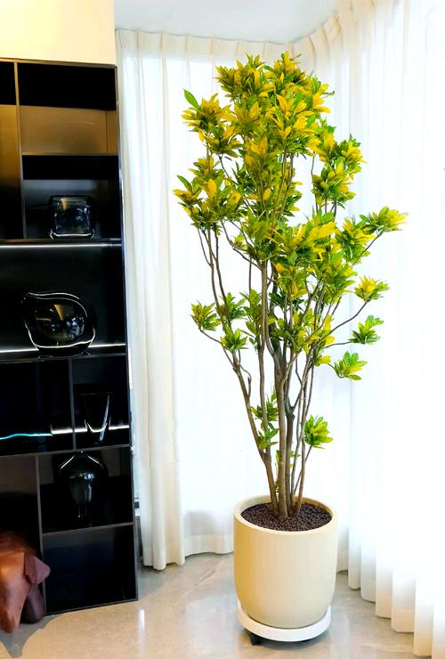 洒金榕有毒吗，可以放在室内吗，洒金榕有什么风水寓意？-第7张图片-优品飞百科