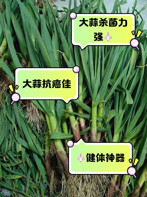 大蒜有什么功效，大蒜能壮阳吗，大蒜有什么功效,大蒜能壮阳吗-第4张图片-优品飞百科