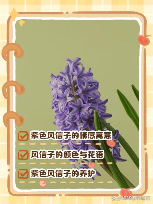 风信子的花语，不同颜色风信子的花语？风信子各种颜色的花语？-第1张图片-优品飞百科