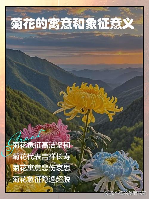 菊花寓意什么意思，菊花的寓意是什么含义