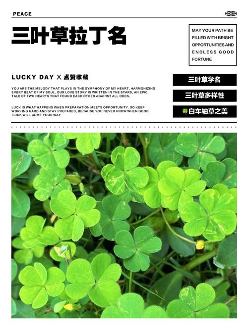 三叶草的花语和传说，三叶草的花语和寓意？-第1张图片-优品飞百科