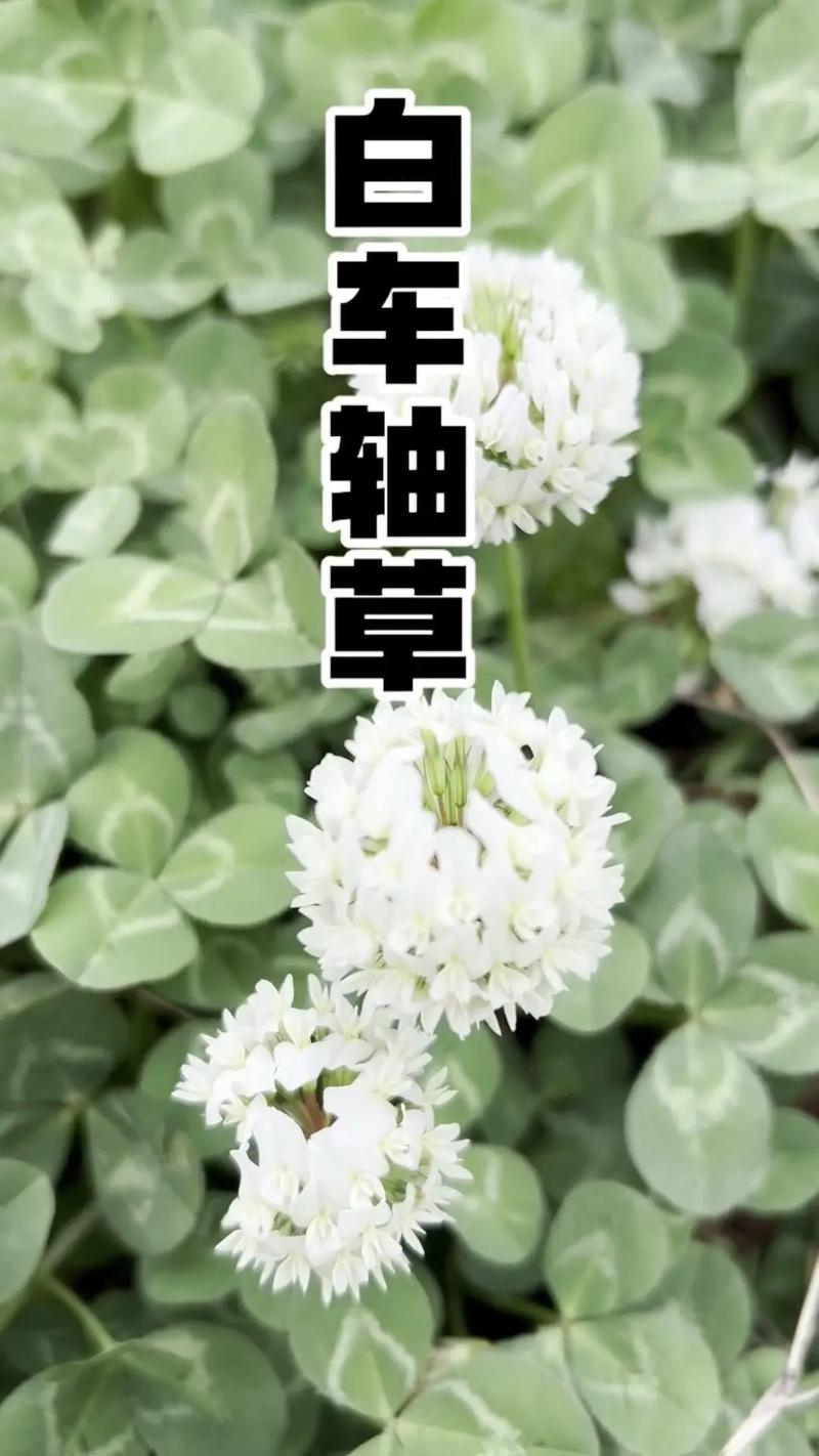 三叶草的花语和传说，三叶草的花语和寓意？-第2张图片-优品飞百科