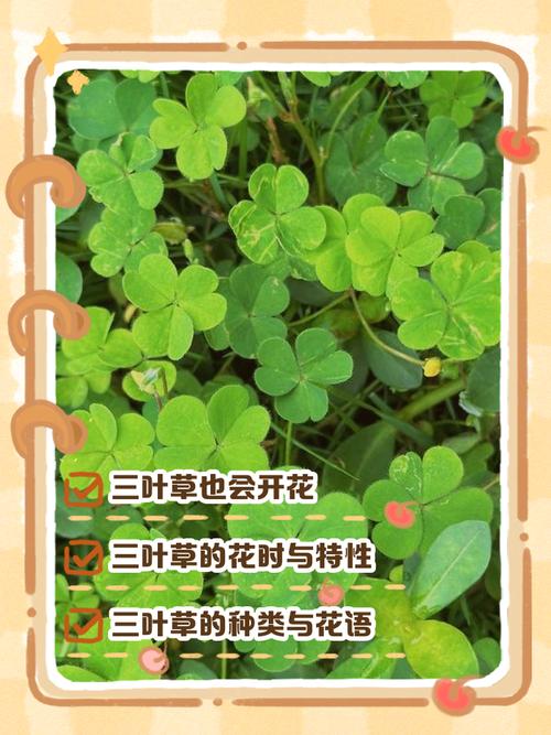 三叶草的花语和传说，三叶草的花语和寓意？-第4张图片-优品飞百科