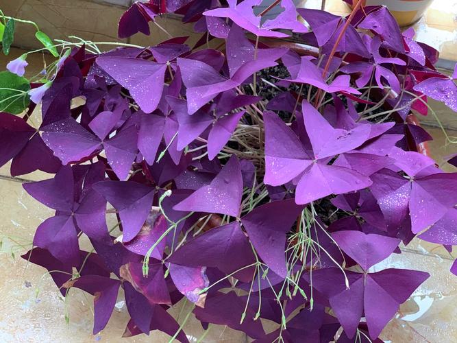 三叶草的花语和传说，三叶草的花语和寓意？-第5张图片-优品飞百科