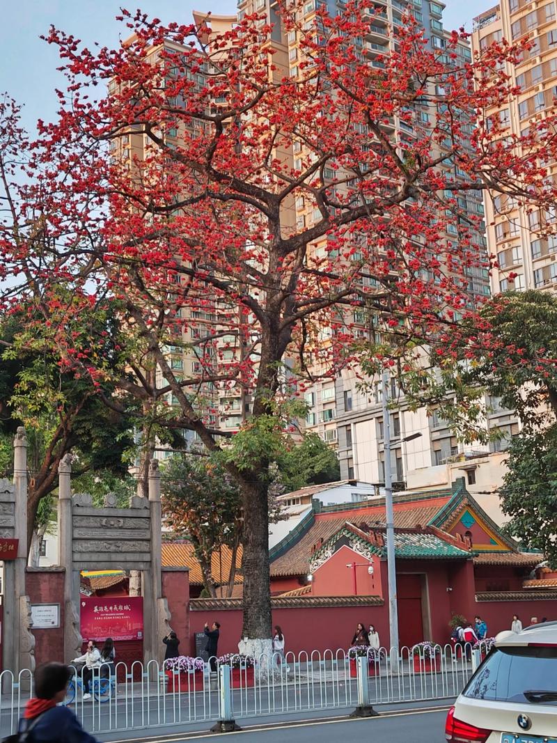 娄底适合养什么花,市花和市树是什么,娄底附近赏花的地方-第1张图片-优品飞百科 娄底适合养什么花,市花和市树是什么,娄底附近赏花的地方-第1张图片-优品飞百科