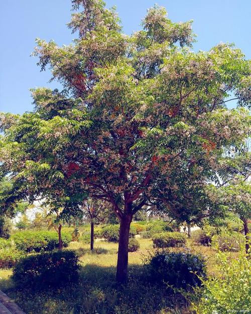 娄底适合养什么花,市花和市树是什么,娄底附近赏花的地方-第2张图片-优品飞百科 娄底适合养什么花,市花和市树是什么,娄底附近赏花的地方-第2张图片-优品飞百科