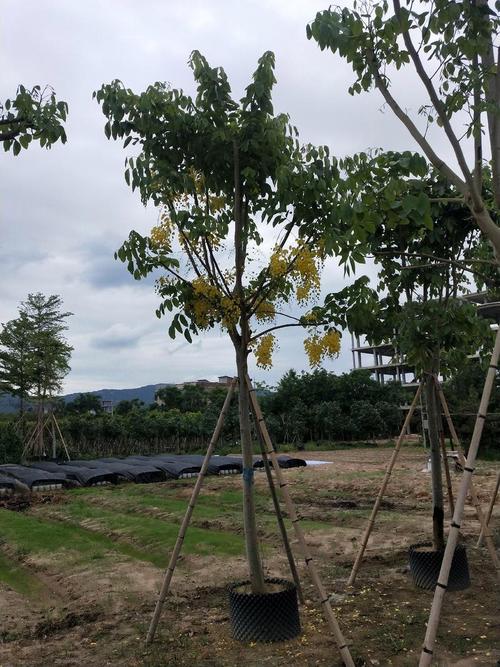 娄底适合养什么花,市花和市树是什么,娄底附近赏花的地方-第3张图片-优品飞百科 娄底适合养什么花,市花和市树是什么,娄底附近赏花的地方-第3张图片-优品飞百科