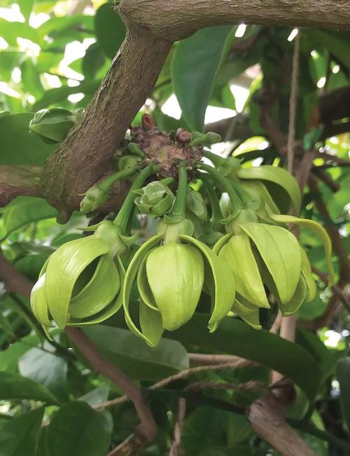 娄底适合养什么花,市花和市树是什么,娄底附近赏花的地方-第4张图片-优品飞百科 娄底适合养什么花,市花和市树是什么,娄底附近赏花的地方-第4张图片-优品飞百科