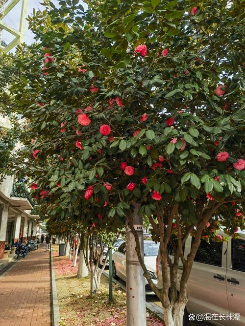 娄底适合养什么花,市花和市树是什么,娄底附近赏花的地方-第5张图片-优品飞百科 娄底适合养什么花,市花和市树是什么,娄底附近赏花的地方-第5张图片-优品飞百科