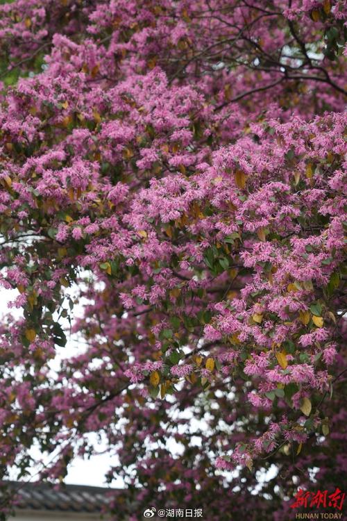 娄底适合养什么花,市花和市树是什么,娄底附近赏花的地方-第6张图片-优品飞百科 娄底适合养什么花,市花和市树是什么,娄底附近赏花的地方-第6张图片-优品飞百科