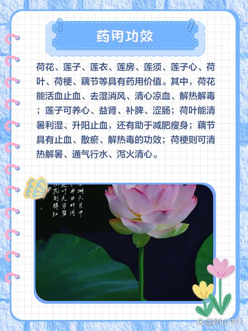 荷花的特点，什么季节开花？荷花的季节是什么时候开的？-第1张图片-优品飞百科