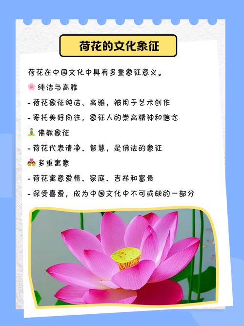 荷花的特点，什么季节开花？荷花的季节是什么时候开的？-第2张图片-优品飞百科