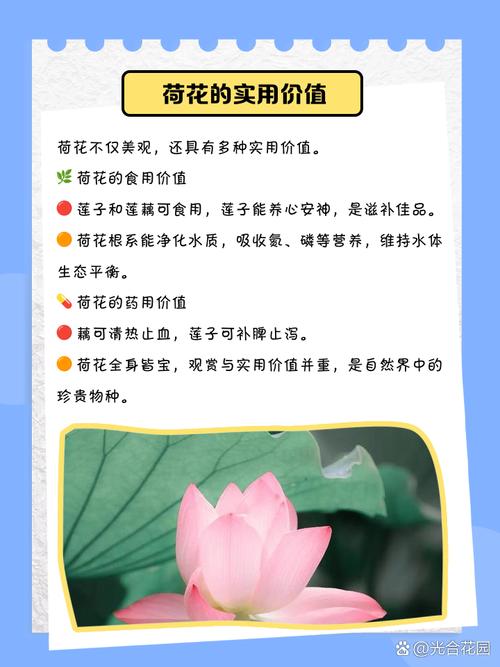 荷花的特点，什么季节开花？荷花的季节是什么时候开的？-第4张图片-优品飞百科