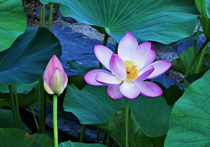荷花的特点，什么季节开花？荷花的季节是什么时候开的？-第5张图片-优品飞百科