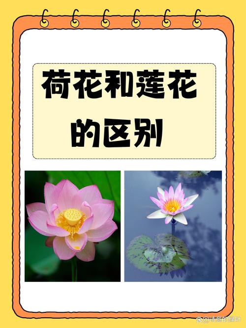 荷花的特点，什么季节开花？荷花的季节是什么时候开的？-第6张图片-优品飞百科